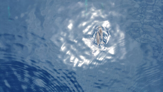 Aerial View of Spinner Dolphins (Stenella longirostris) &ndash; Raja Ampat, West Papua