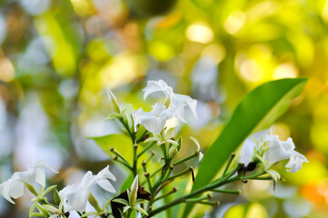 Cerbera Odollam Gaertn or Apocynaceae , white flower and sky