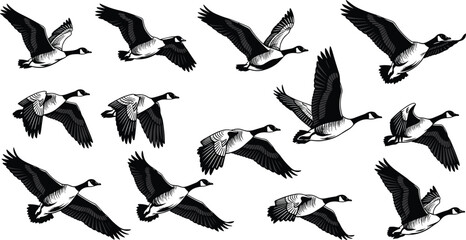 Flying Canada Goose Silhouette Collection, Migrating Wild Geese Vector Illustration Set, Waterfowl Birds In Flight, Hand Drawn Nature Graphic Design Elements © Robiul