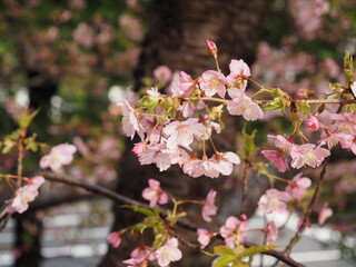 カワヅザクラ