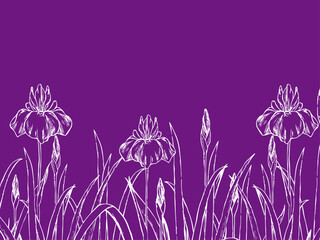 線画の菖蒲の背景イラスト