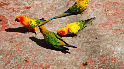 The bird is eating food on the ground.