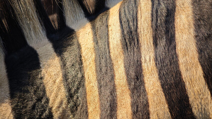 Close-up shot of zebra skin.black and white © Chaaim