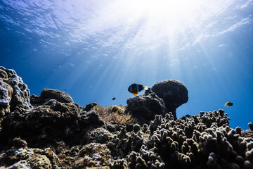 Natural underwater scene of clownfish living in a sea anemone © Satoshi