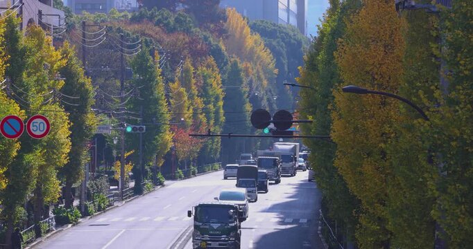 A cityscape of traffic jam at the yellow gingko street in Tokyo telephoto shot