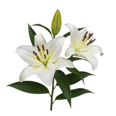 A single white lily flower with green leaves and a yellow center. isolated on transparent background