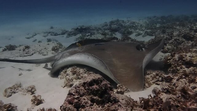 Underwater footage of a whipray gliding across the ocean floor in Mauritius. Peaceful marine wildlife scene for nature, diving, tropical sea life, and documentary use.