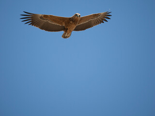 Fototapeta premium Gaukler, Terathopius ecaudatus