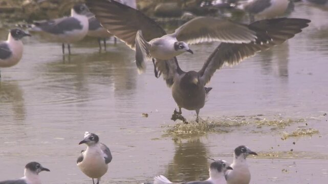 Belcher's gull taking off and landing on muddy water, Pantanos de Villa, Peru