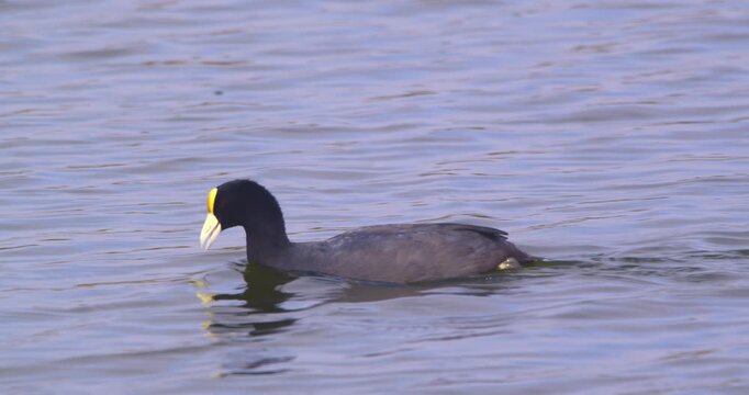 Tilt up reveals slate-colored coot swimming before exiting frame, Pantanos de Villa, Peru