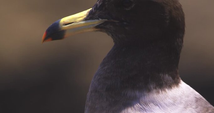 Belcher's gull extreme close up moving from body to face, Pantanos de Villa, Peru