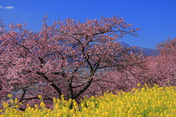 色鮮やかなピンク色に咲く