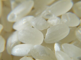 日本のブランド米、秋にとれた新米です