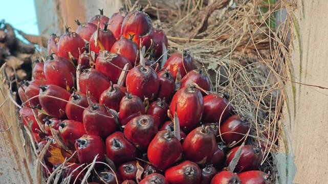 Bunch of areca nut or betel nut is the fruit of the areca palm tree.