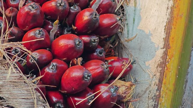 Bunch of areca nut or betel nut is the fruit of the areca palm tree.