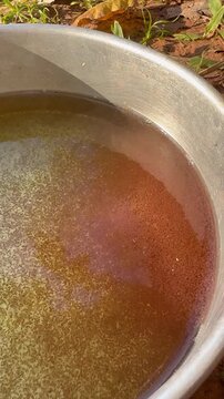 Close up of live red water fleas Moina in a bowl for feeding aquarium fish.