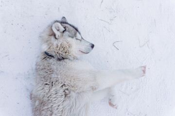 a wonderful light gray husky dog plays in the white snow and enjoys the winter and frost in the north and waits for a ride in a harness © Александр Коновалов