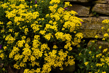 Obraz premium Spring flowerbed with yellow blossoms decorative background