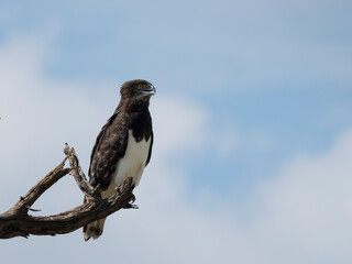 Kampfadler, Polemaetus bellicosus