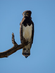 Kampfadler, Polemaetus bellicosus