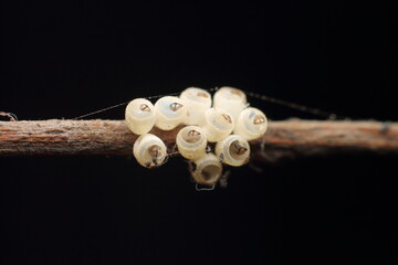 Macro shot of Brown Marmorated Stink Bug white eggs on a tree branch, black Extreme Close-Up macro photography Nature Background