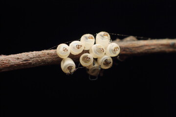 Macro shot of Brown Marmorated Stink Bug white eggs on a tree branch, black Extreme Close-Up macro photography Nature Background