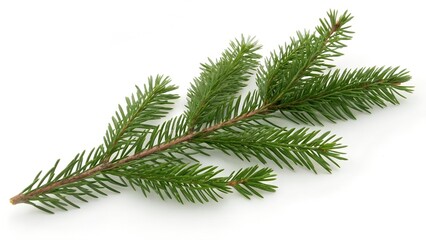 Simple green evergreen branch isolated on for nature and holiday designs