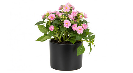 Naklejka premium Beautiful balsam rose flowers