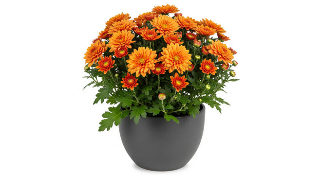 Chrysanthemum plant in pot