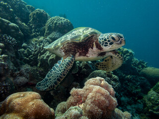 close-up of green turtle swimming along a coral reef drop-off  near Panagsama beach, Moalboal, Cebu, the Philippines © Hodossy