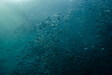 massive school of sardine, Panagsama beach, Moalboal, Cebu, the Philippines © Hodossy