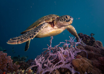 close up of green turtle swimming over purple staghorn coral, Panagsama beach, Moalboal, Cebu, the Philippines © Hodossy