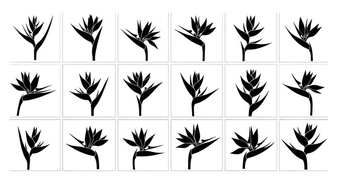 Collection of bird of paradise flower silhouettes in various poses on white background for design