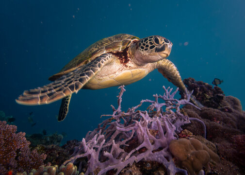 close up of green turtle swimming over purple staghorn coral, Panagsama beach, Moalboal, Cebu, the Philippines