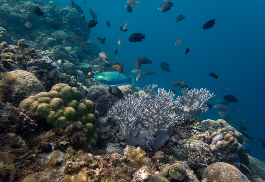 colorful coral reef with turquoise parrot fish and various small coral fish, Panagsama beach, Moalboal, Cebu, the Philippines