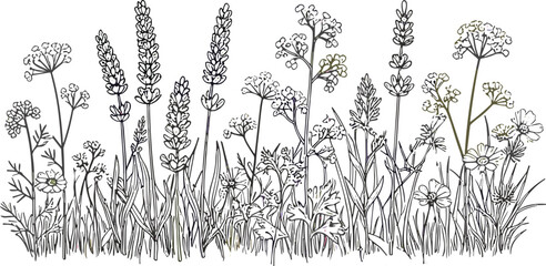 Hand Drawn Wildflower Meadow Border Line Art Vector Illustration with Lavender Chamomile and Garden Plants © Sumon Creative