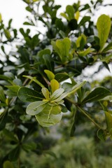 Close-up shot of vibrant green Terminalia mantaly leaves in a lush outdoor setting, showcasing natural textures and delicate details, captured with a shallow depth of field, evoking freshnes