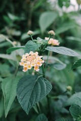 Close-up of vibrant Lantana flower cluster in delicate yellow and orange hues, amidst lush green foliage, showcasing natural beauty and botanical details in a soft focus artistic composition