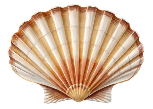 Single seashell isolated on transparent background