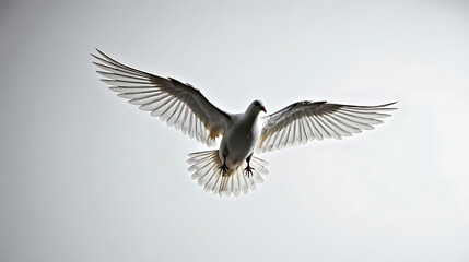 Seagull in flight, majestic bird with outstretched wings soaring through the air, wildlife  isolated on transparent