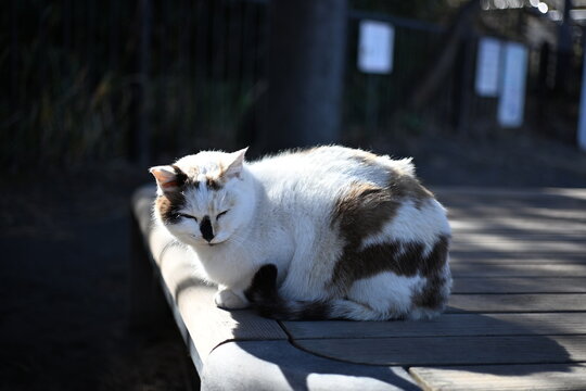 ひなたぼっこを楽しむネコ