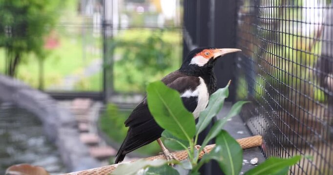 Toucan perched on a branch in a zoo enclosure with lush greenery.