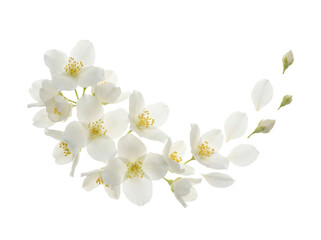 Obraz premium Elegant branch of blooming white jasmine flowers with small green buds and floating petals arranged in a curved border isolated on a transparent background