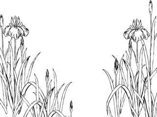 菖蒲の背景イラスト