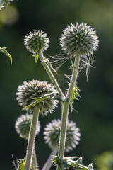Obraz premium Close-up of several Echinops sphaerocephalus commonly known as Great globe thistle growing outdoors during the daytime with soft natural lighting