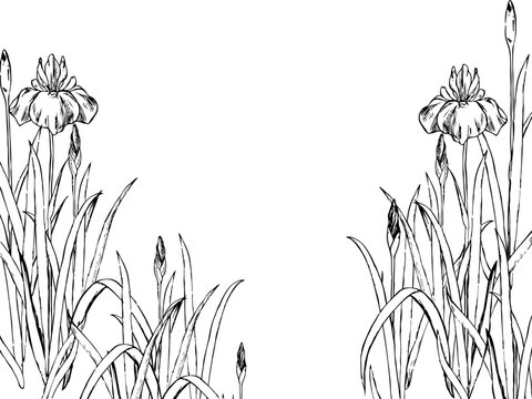 菖蒲の背景イラスト