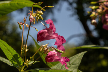 Beautiful Himalayan balsam blossoms showcase vibrant pink flowers in a natural setting under clear blue skies