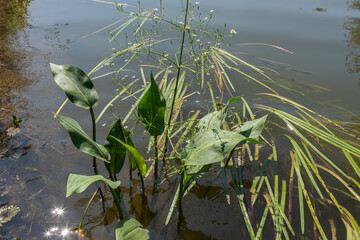 Common water plantain thrives in wetland habitat showcasing its lush green leaves and delicate flowering stems under bright sunlight © Oleh Marchak