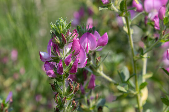 Restharrow blossoms display vibrant purple flowers in a sunny field during late spring months showcasing nature's beauty and biodiversity