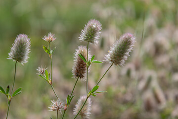 Obraz premium Hare's-foot clover with fluffy seed heads thriving in a natural setting during warm spring days